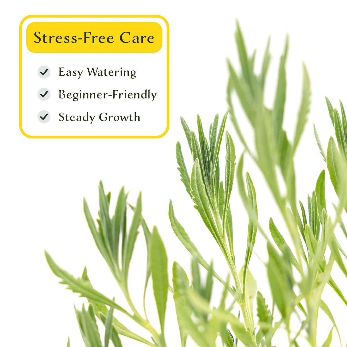 2 English Lavender Plants in 3.5" Cubes | Fragrant Evergreen Shrub with Purple Flowers for Landscaping & Gardens (Lavandula angustifolia)