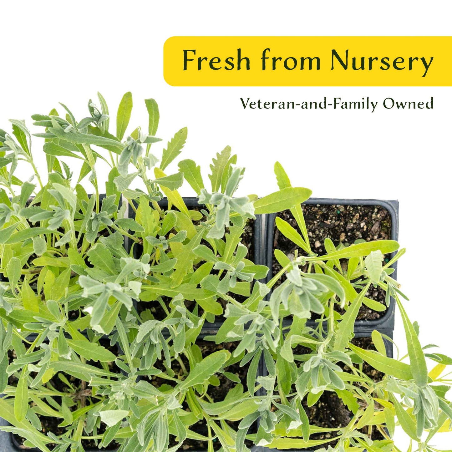 2 English Lavender Plants in 3.5" Cubes | Fragrant Evergreen Shrub with Purple Flowers for Landscaping & Gardens (Lavandula angustifolia)