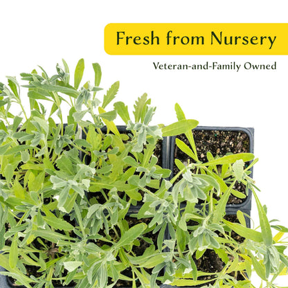 2 English Lavender Plants in 3.5" Cubes | Fragrant Evergreen Shrub with Purple Flowers for Landscaping & Gardens (Lavandula angustifolia)
