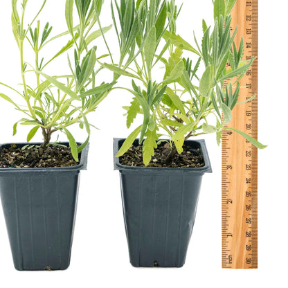 2 English Lavender Plants in 3.5" Cubes | Fragrant Evergreen Shrub with Purple Flowers for Landscaping & Gardens (Lavandula angustifolia)