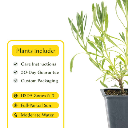 2 English Lavender Plants in 3.5" Cubes | Fragrant Evergreen Shrub with Purple Flowers for Landscaping & Gardens (Lavandula angustifolia)