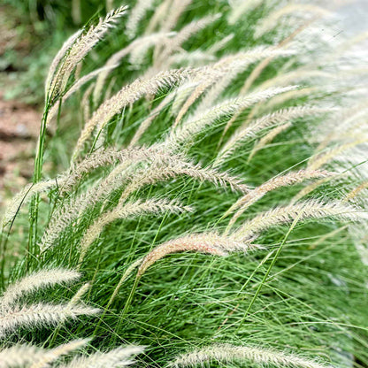 18" Fairy Tails Fountain Grass in 6” Nursery Pot (Pennisetum ‘Fairy Tails’)
