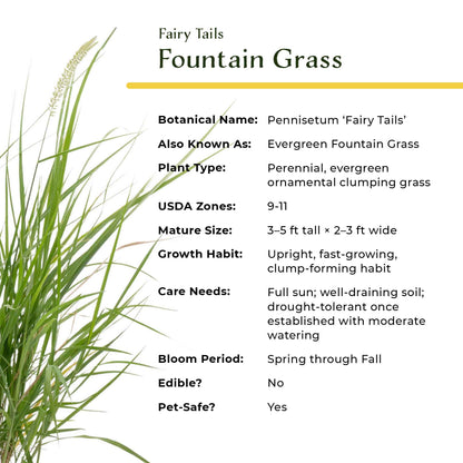 18" Fairy Tails Fountain Grass in 6” Nursery Pot (Pennisetum ‘Fairy Tails’)