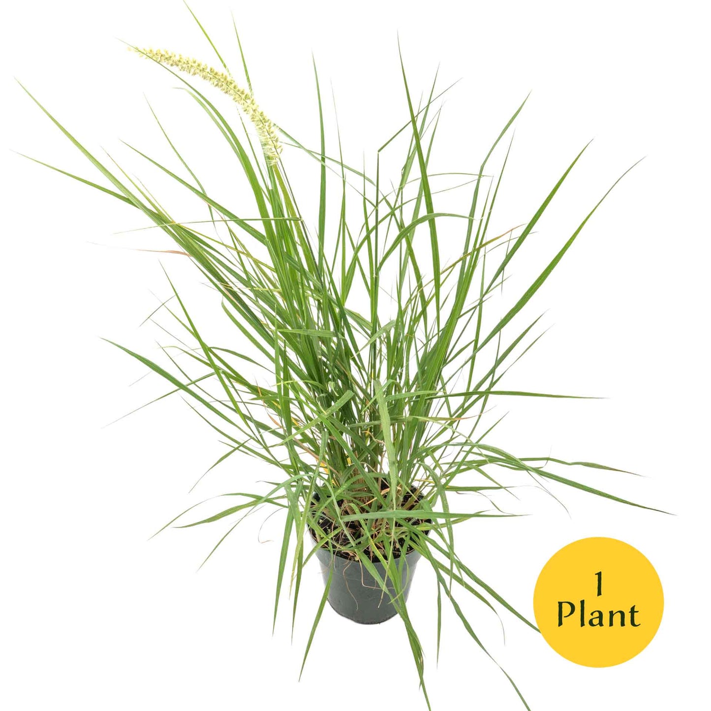 18" Fairy Tails Fountain Grass in 6” Nursery Pot (Pennisetum ‘Fairy Tails’)