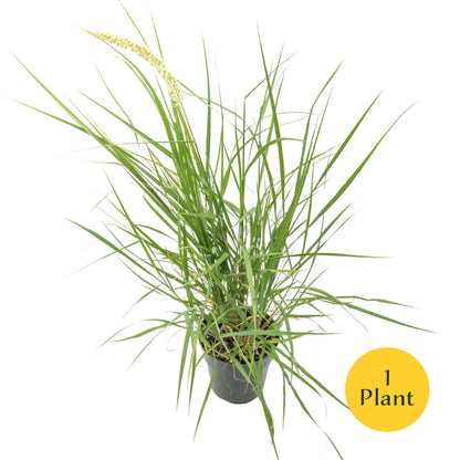 18" Fairy Tails Fountain Grass in 6” Nursery Pot (Pennisetum ‘Fairy Tails’)