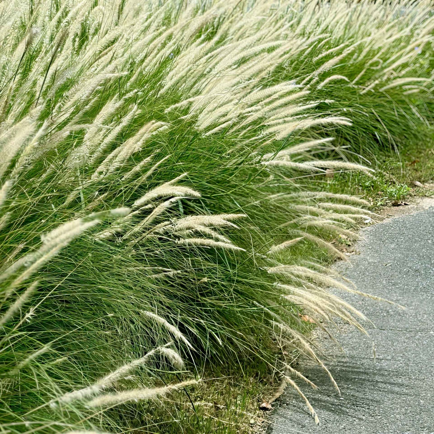 18" Fairy Tails Fountain Grass in 6” Nursery Pot (Pennisetum ‘Fairy Tails’)