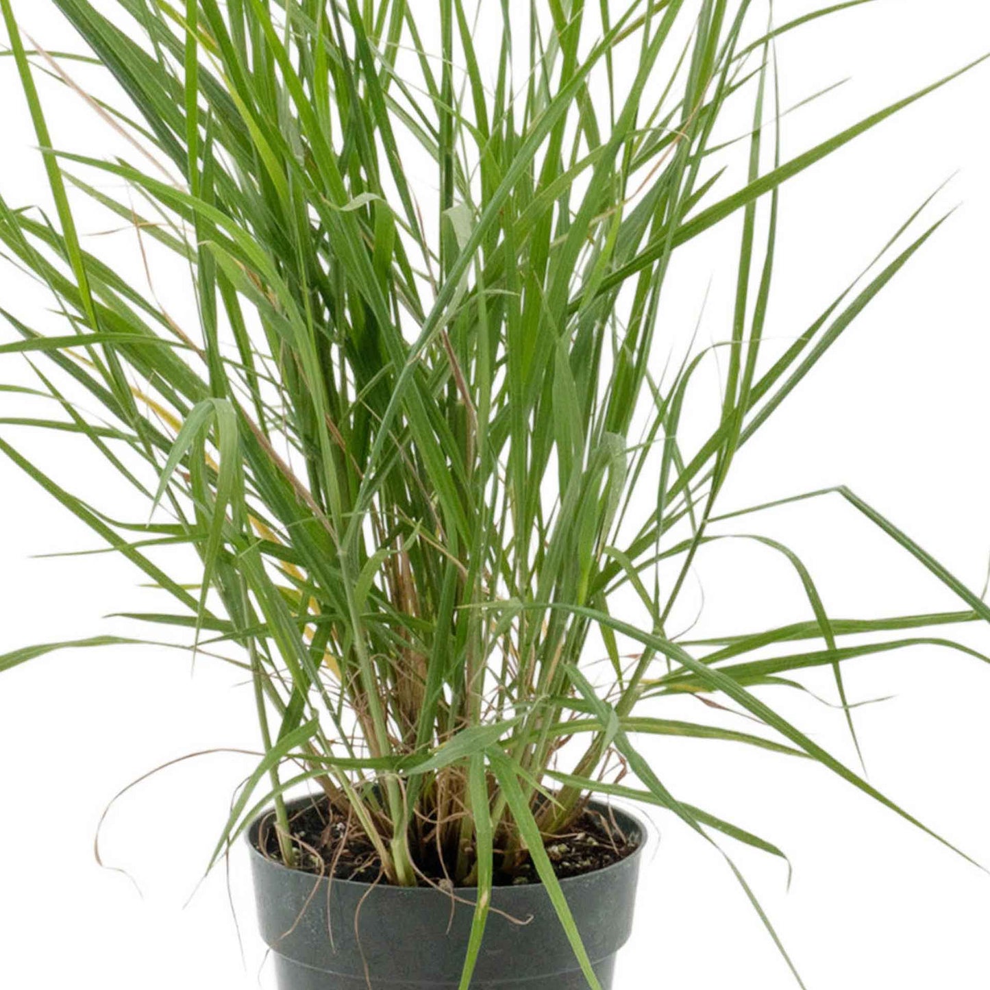 18" Fairy Tails Fountain Grass in 6” Nursery Pot (Pennisetum ‘Fairy Tails’)
