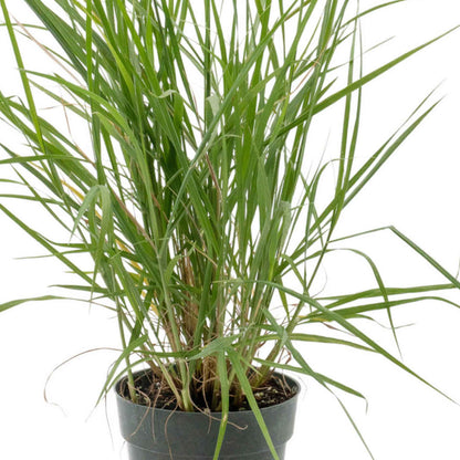 18" Fairy Tails Fountain Grass in 6” Nursery Pot (Pennisetum ‘Fairy Tails’)