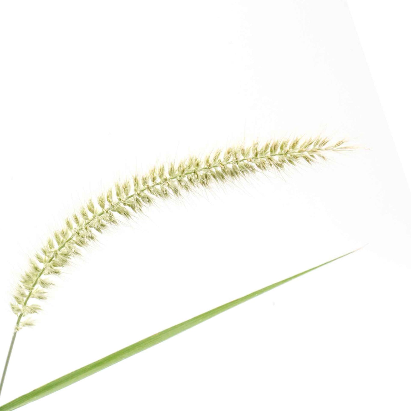 18" Fairy Tails Fountain Grass in 6” Nursery Pot (Pennisetum ‘Fairy Tails’)