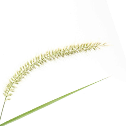 18" Fairy Tails Fountain Grass in 6” Nursery Pot (Pennisetum ‘Fairy Tails’)