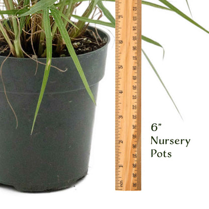 18" Fairy Tails Fountain Grass in 6” Nursery Pot (Pennisetum ‘Fairy Tails’)