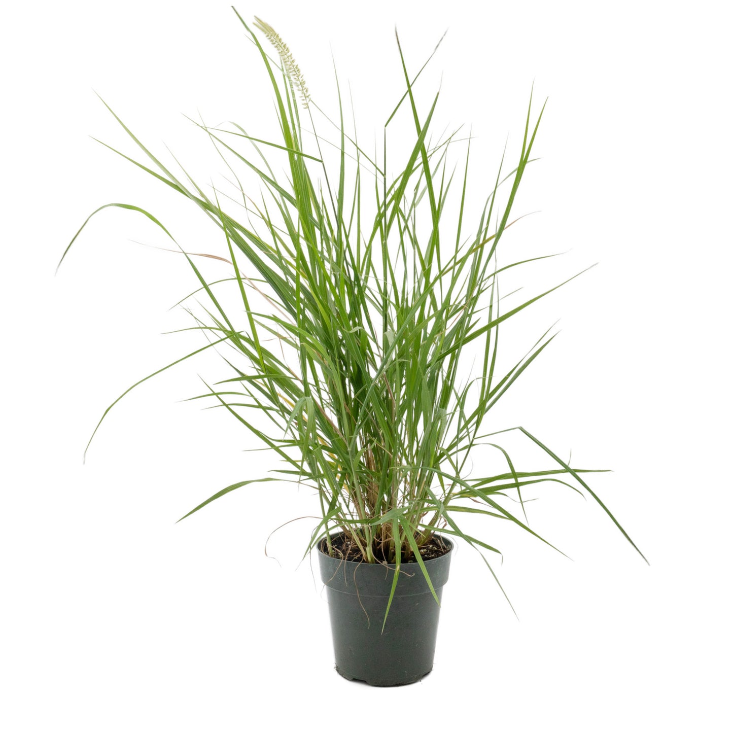18" Fairy Tails Fountain Grass in 6” Nursery Pot (Pennisetum ‘Fairy Tails’)