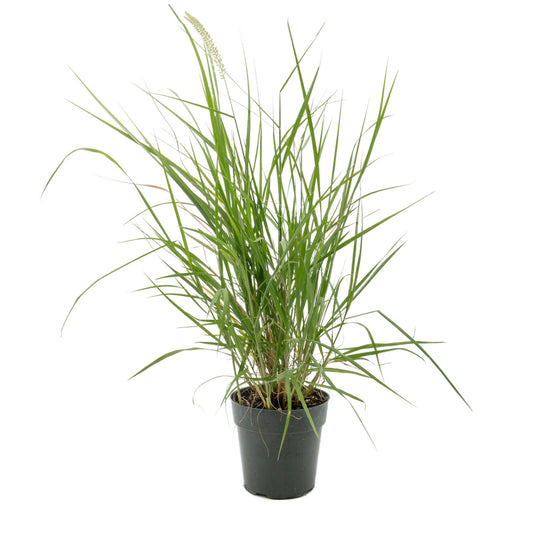 18" Fairy Tails Fountain Grass in 6” Nursery Pot (Pennisetum ‘Fairy Tails’)