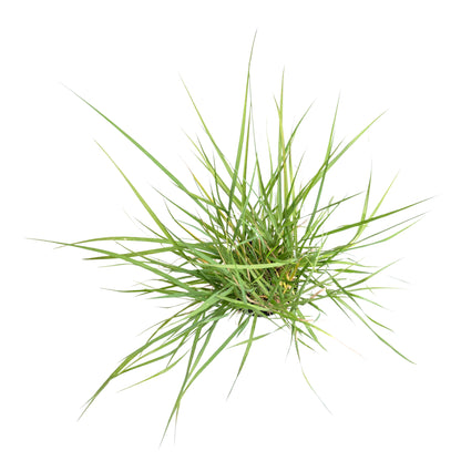 18" Fairy Tails Fountain Grass in 6” Nursery Pot (Pennisetum ‘Fairy Tails’)