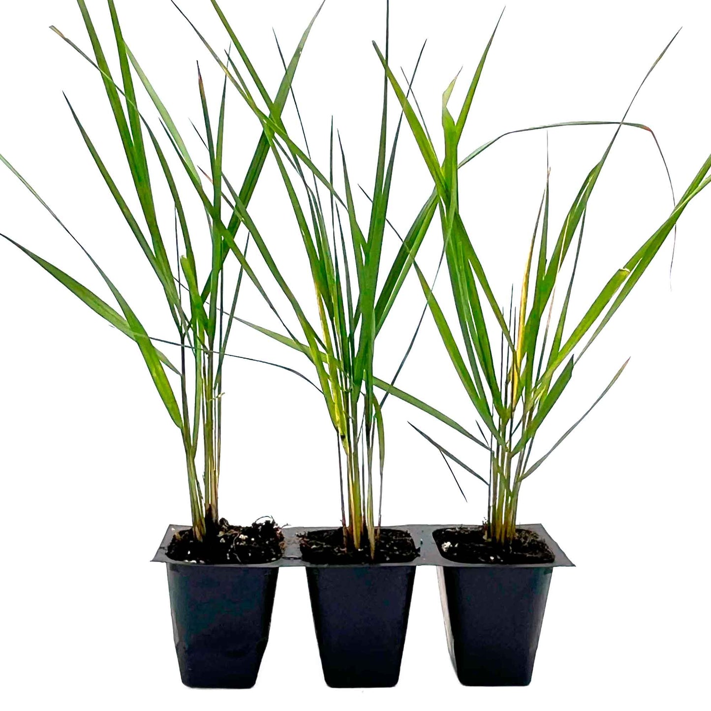 Feather Reed Grass in 2.5” Nursery Cubes (Calamagrostis ‘Karl Foerster’) in 2.5" Nursery Cubes