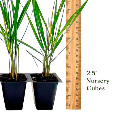 Feather Reed Grass in 2.5” Nursery Cubes (Calamagrostis ‘Karl Foerster’) in 2.5" Nursery Cubes
