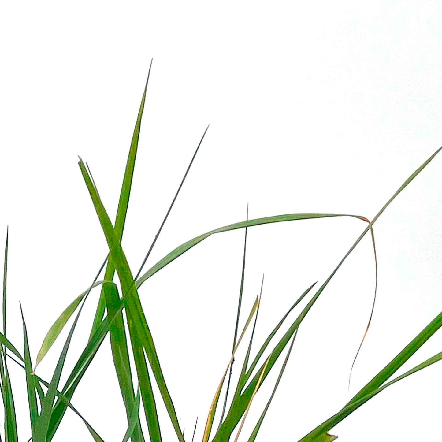 Feather Reed Grass in 2.5” Nursery Cubes (Calamagrostis ‘Karl Foerster’) in 2.5" Nursery Cubes