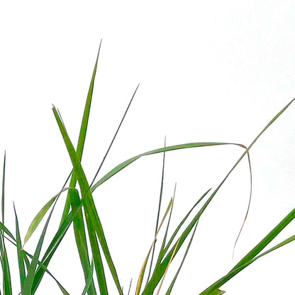 Feather Reed Grass in 2.5” Nursery Cubes (Calamagrostis ‘Karl Foerster’) in 2.5" Nursery Cubes