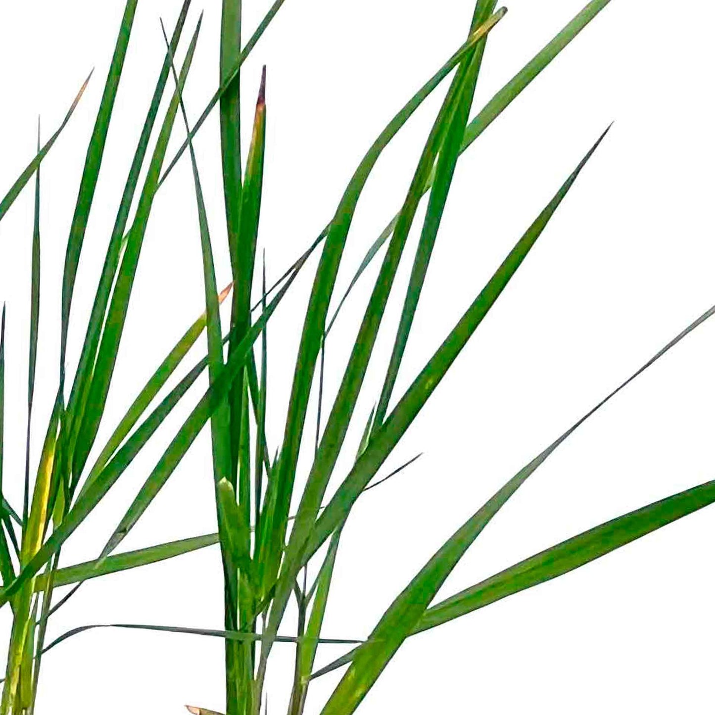 Feather Reed Grass in 2.5” Nursery Cubes (Calamagrostis ‘Karl Foerster’) in 2.5" Nursery Cubes