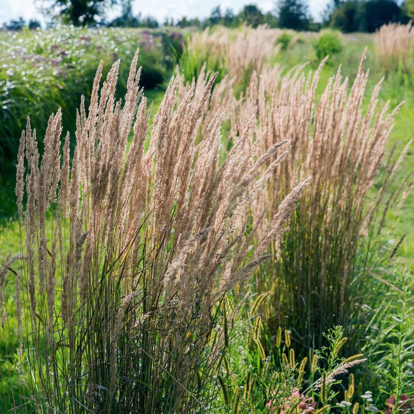 Feather Reed Grass in 2.5” Nursery Cubes (Calamagrostis ‘Karl Foerster’) in 2.5" Nursery Cubes