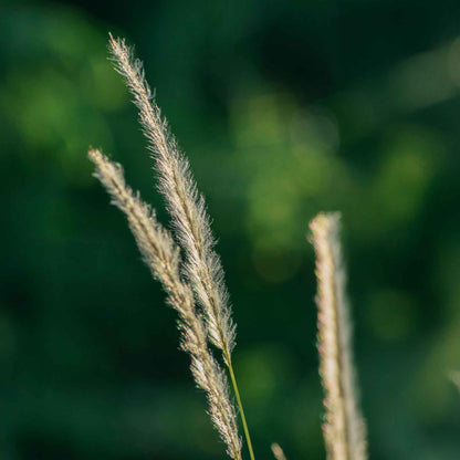 Feather Reed Grass in 2.5” Nursery Cubes (Calamagrostis ‘Karl Foerster’) in 2.5" Nursery Cubes