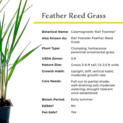 Feather Reed Grass in 2.5” Nursery Cubes (Calamagrostis ‘Karl Foerster’) in 2.5" Nursery Cubes