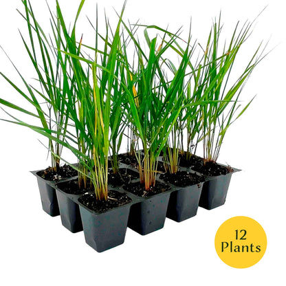 Feather Reed Grass in 2.5” Nursery Cubes (Calamagrostis ‘Karl Foerster’) in 2.5" Nursery Cubes