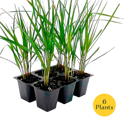 Feather Reed Grass in 2.5” Nursery Cubes (Calamagrostis ‘Karl Foerster’) in 2.5" Nursery Cubes
