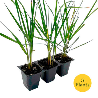 Feather Reed Grass in 2.5” Nursery Cubes (Calamagrostis ‘Karl Foerster’) in 2.5" Nursery Cubes
