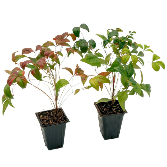 Fire Power Heavenly Bamboo | Live Plant in 2.5 Inch Nursery Cube | Nandina domestica 'Firepower'