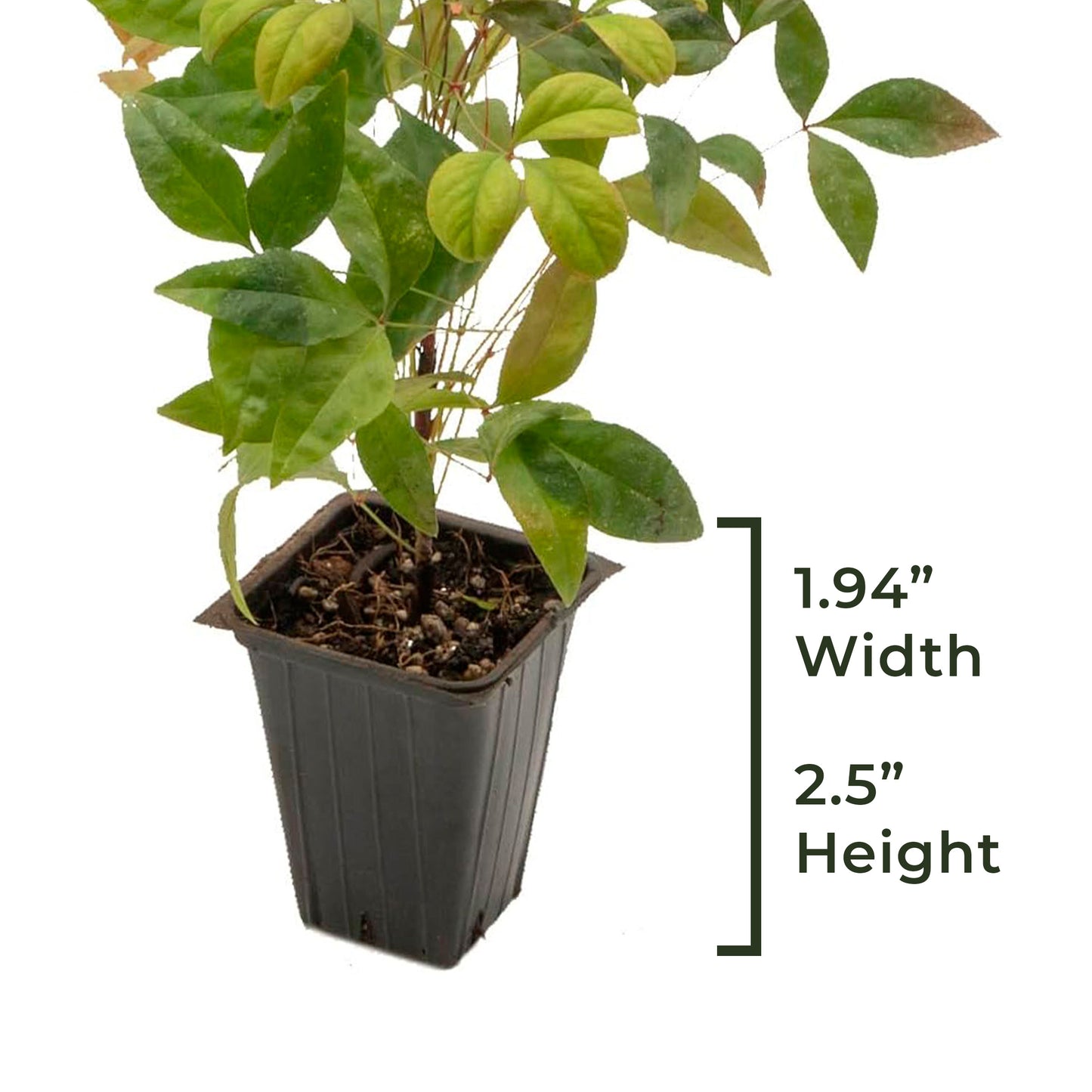 Fire Power Heavenly Bamboo | Live Plant in 2.5 Inch Nursery Cube | Nandina domestica 'Firepower'