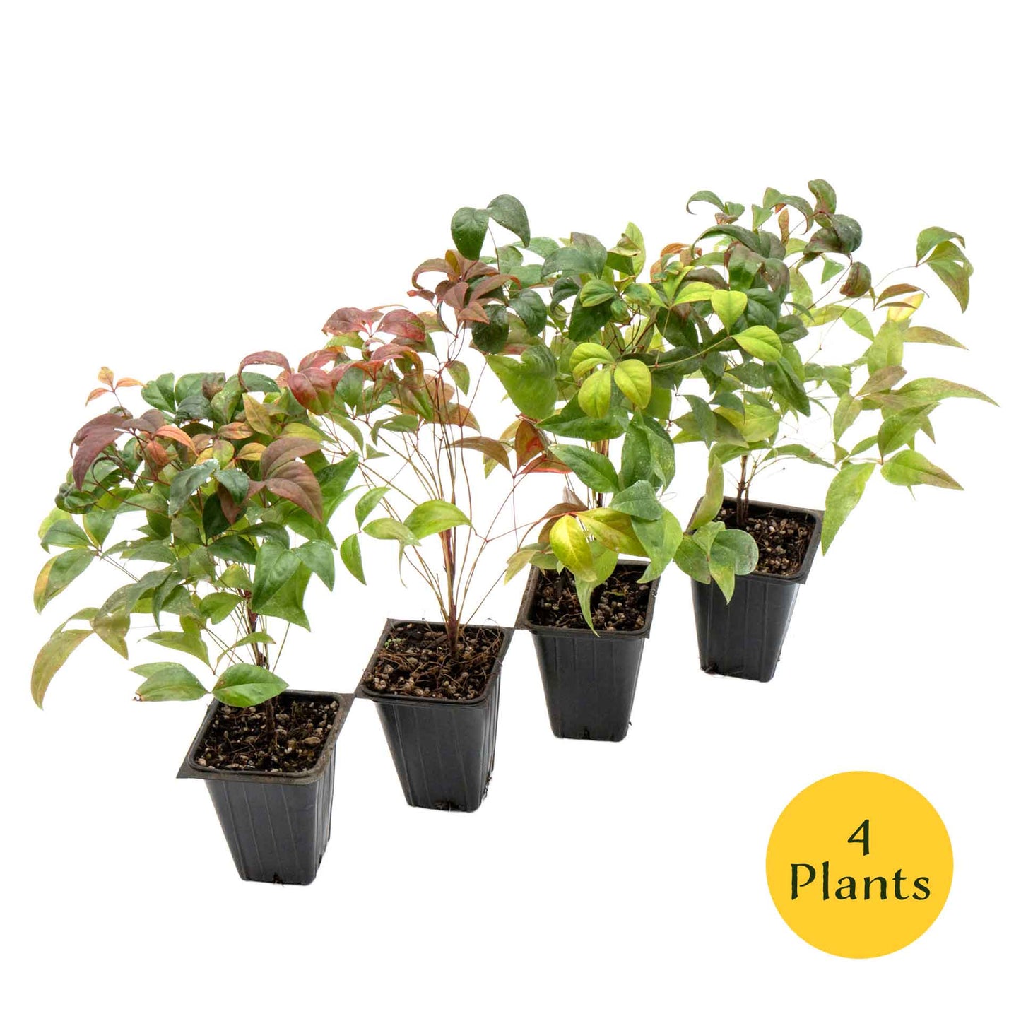 Fire Power Heavenly Bamboo in 3.5” Nursery Cubes (Nandina domestica 'Fire Power')