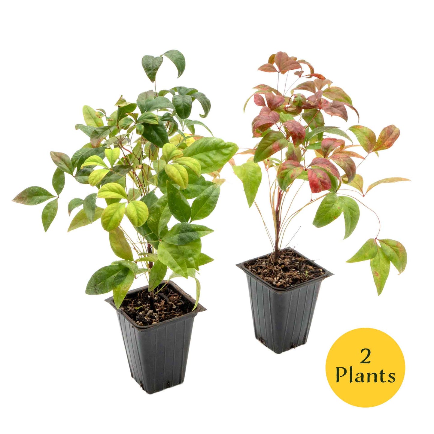 Fire Power Heavenly Bamboo in 3.5” Nursery Cubes (Nandina domestica 'Fire Power')