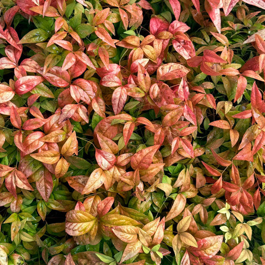 Fire Power Heavenly Bamboo in 3.5” Nursery Cubes (Nandina domestica 'Fire Power')