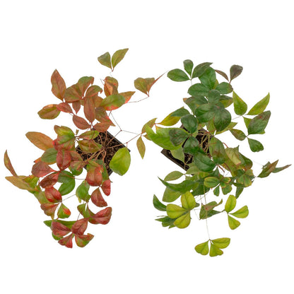 Fire Power Heavenly Bamboo | Live Plant in 2.5 Inch Nursery Cube | Nandina domestica 'Firepower'