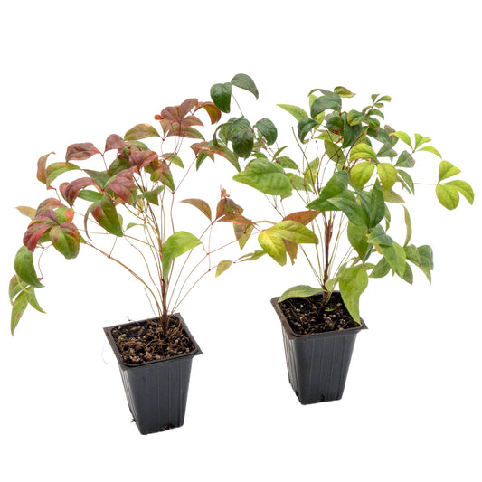 Fire Power Heavenly Bamboo in 3.5” Nursery Cubes (Nandina domestica 'Fire Power')