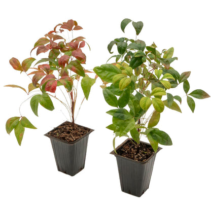 Fire Power Heavenly Bamboo | Live Plant in 2.5 Inch Nursery Cube | Nandina domestica 'Firepower'