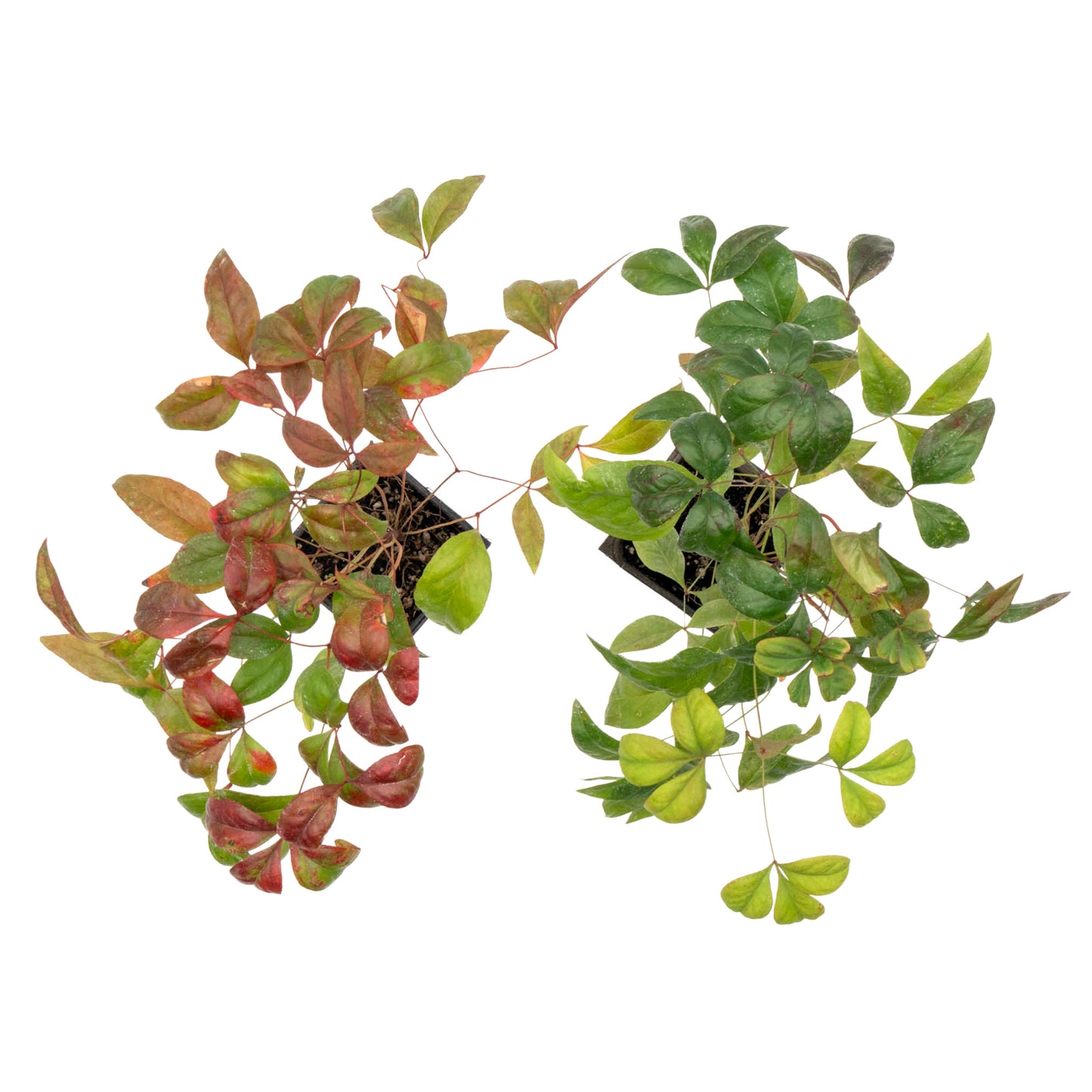 Fire Power Heavenly Bamboo in 3.5” Nursery Cubes (Nandina domestica 'Fire Power')