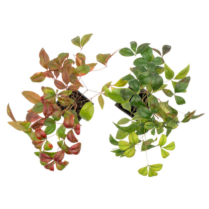 Fire Power Heavenly Bamboo in 3.5” Nursery Cubes (Nandina domestica 'Fire Power')