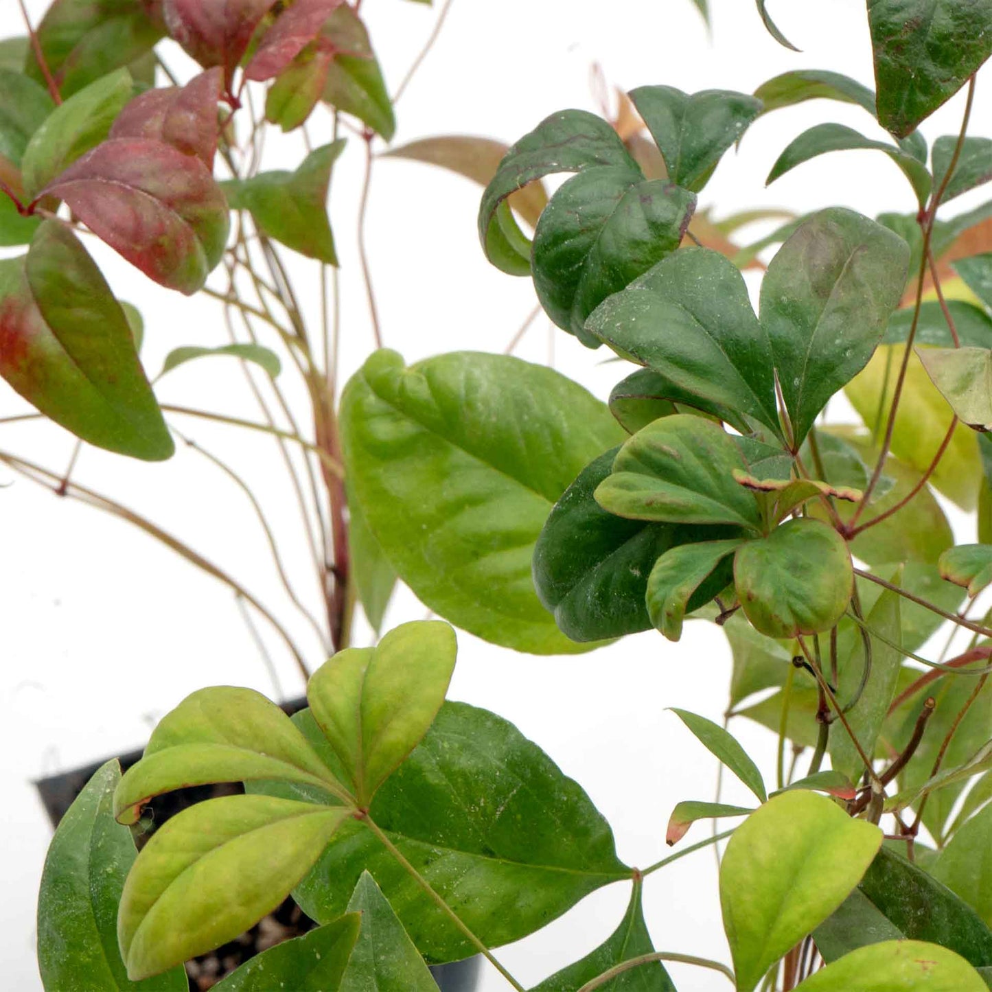 Fire Power Heavenly Bamboo in 3.5” Nursery Cubes (Nandina domestica 'Fire Power')