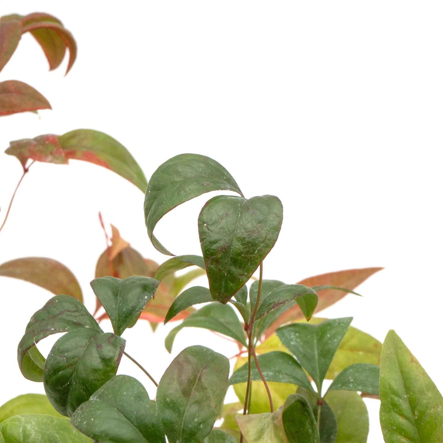 Fire Power Heavenly Bamboo in 3.5” Nursery Cubes (Nandina domestica 'Fire Power')