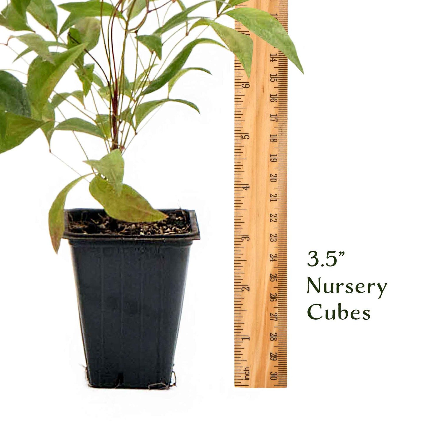 Fire Power Heavenly Bamboo in 3.5” Nursery Cubes (Nandina domestica 'Fire Power')