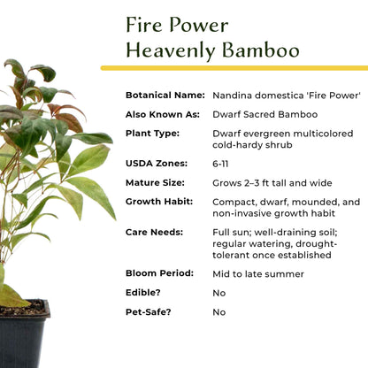 Fire Power Heavenly Bamboo in 3.5” Nursery Cubes (Nandina domestica 'Fire Power')