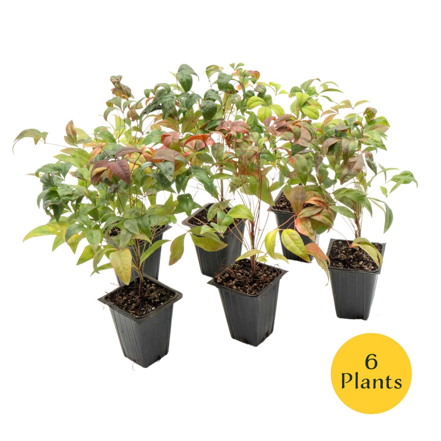Fire Power Heavenly Bamboo in 3.5” Nursery Cubes (Nandina domestica 'Fire Power')
