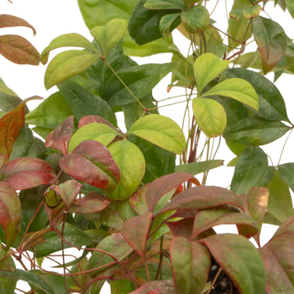Fire Power Heavenly Bamboo | Live Plant in 2.5 Inch Nursery Cube | Nandina domestica 'Firepower'