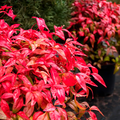 Fire Power Heavenly Bamboo | Live Plant in 2.5 Inch Nursery Cube | Nandina domestica 'Firepower'