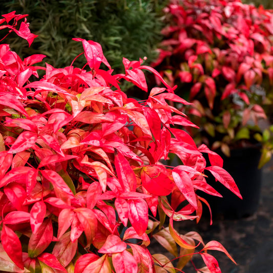 Fire Power Heavenly Bamboo | Live Plant in 2.5 Inch Nursery Cube | Nandina domestica 'Firepower'