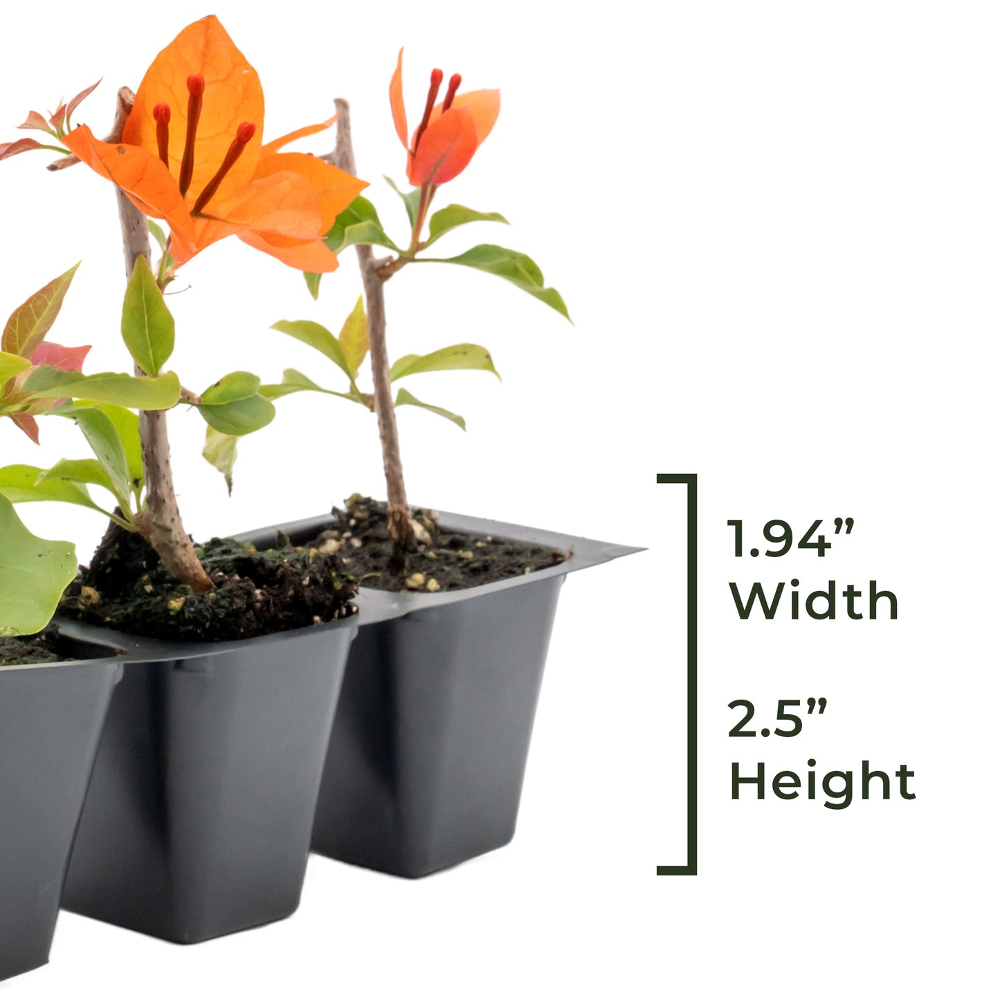 Flame Bougainvillea | Live Plant in 2.5 Inch Nursery Cube | Bougainvillea glabra 'Flame'