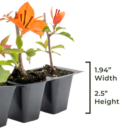 Flame Bougainvillea | Live Plant in 2.5 Inch Nursery Cube | Bougainvillea glabra 'Flame'