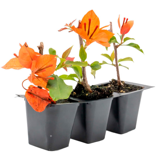 Flame Bougainvillea | Live Plant in 2.5 Inch Nursery Cube | Bougainvillea glabra 'Flame'
